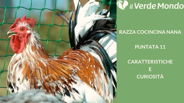 Le migliori razze avicole in vendita nel Veneto: scopri dove trovarle!