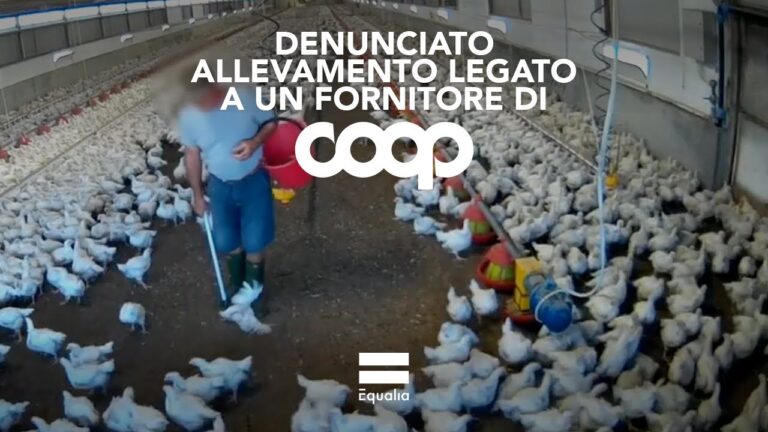 Aia sostenibile: come gestire un allevamento avicolo con un alto numero di capi