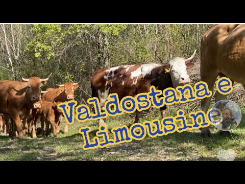 Il boom della vendita di avicoli a Piacenza: opportunità imperdibile!
