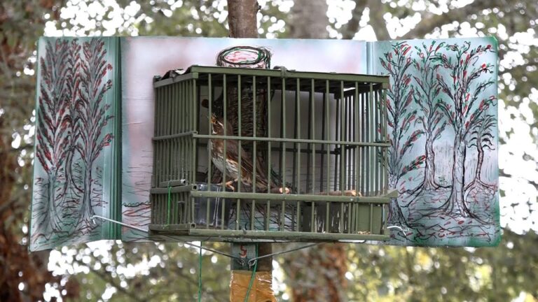Pulcini, galline e oche di razza: ecco dove trovare i migliori in vendita nel Lazio