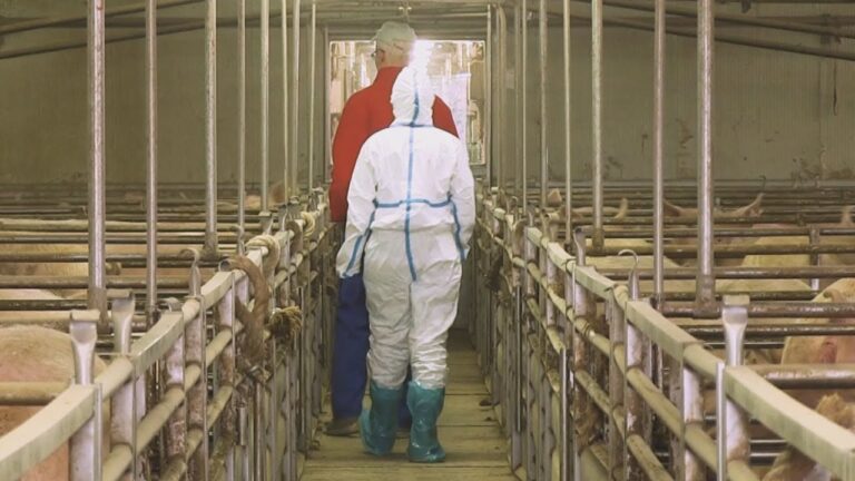 Biosicurezza negli allevamenti avicoli: la normativa che impatta la salute degli animali