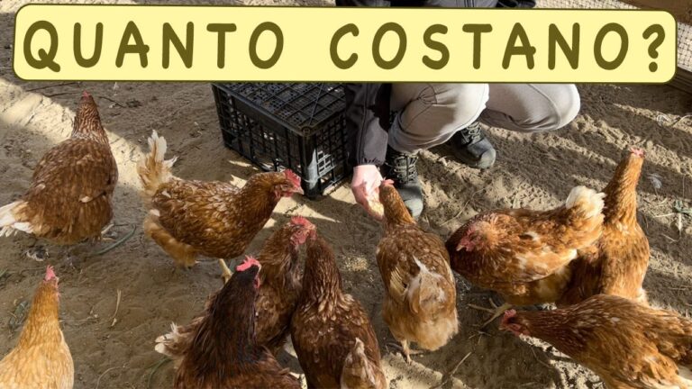 Rivoluzione nei Costi dell’Allevamento Avicolo: come ridurre le spese senza sacrificare la qualit&agrave;