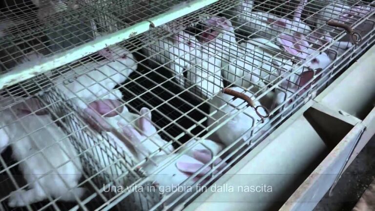 Ciclo di allevamento avicolo: ecco come garantire la salute degli animali a Fermo!