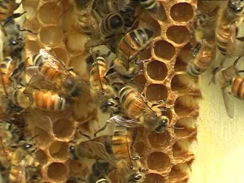 Scopri come proteggere i tuoi avicoli dall’invasione delle larve di Larvac!