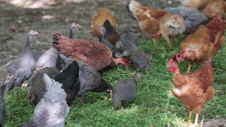I segreti degli avicoli ruspanti: scopri come l&#8217;allevamento tradizionale migliora la qualità delle uova e della carne
