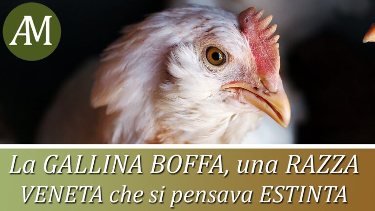 Avicola Real: Il Segreto Svelato di S.A. che Sorprende