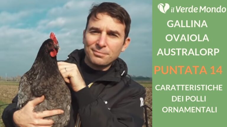 La straordinaria scoperta dell&#8217;allevamento di galline nere australiane