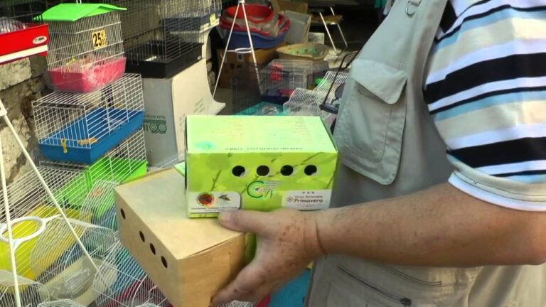 La storia di successo dell’avicola di Raffaele: come ha conquistato il mercato
