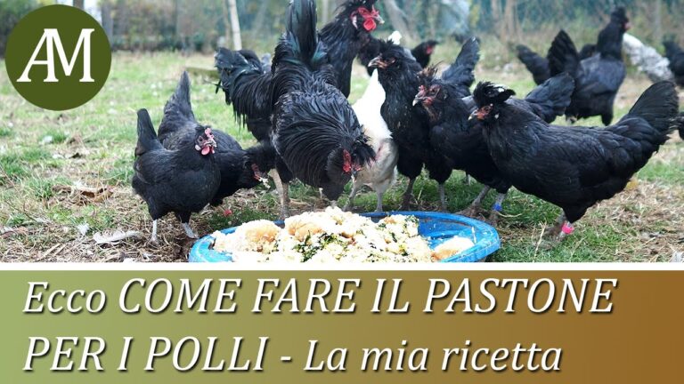 Allevamento avicolo all’aria aperta: scopri i segreti del successo a Nogara