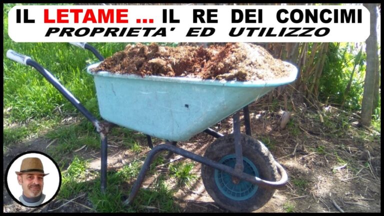 Avicoltura in Lombardia: nuove norme per allevamenti volatili