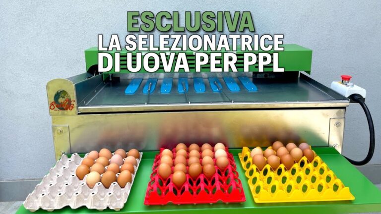 Le migliori aziende avicole in Sicilia: scopri la qualità del pollame locale!