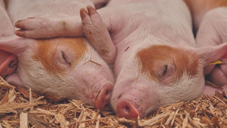 Sfruttare gli scarti dell’allevamento per produrre biogas: la rivoluzione del settore avicolo