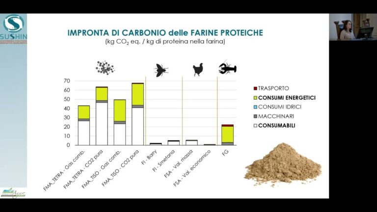 Farine di avicoli: quando gli scarti diventano deliziose farine