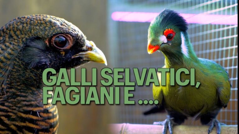Allevamento Avicolo di Successo sulla SP 25: Come Ottenere il Massimo dalla Tua Azienda