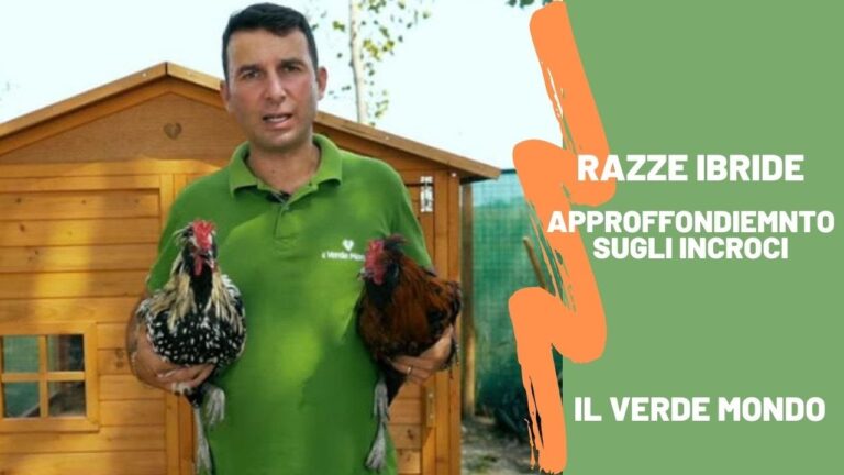 Ibridazione Avicola: Come Creare Ibri di Pollo dalle Caratteristiche Uniche