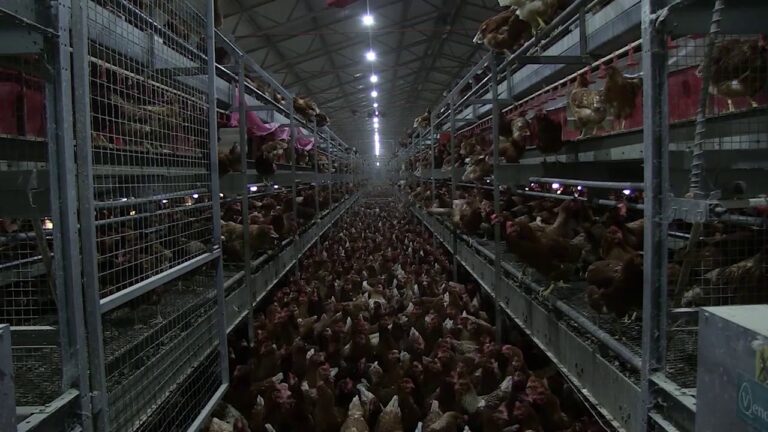 Automazioni avicole: rivoluzione nell&#8217;allevamento di polli