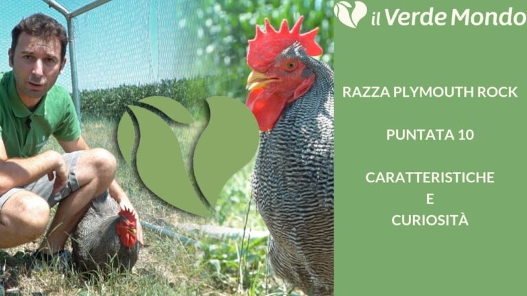 La verità nascosta dietro l’industria avicola e simili: scopriamo insieme