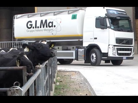 Scopri l’allevamento in Molise di avicoli pregiati: Quali animali sono presenti?