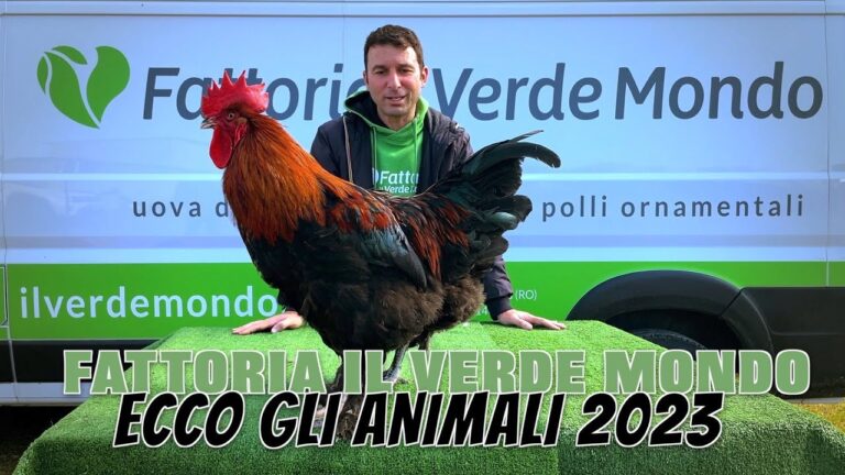 Fiere avicole in Lombardia: il paradiso dei produttori di polli e uova!