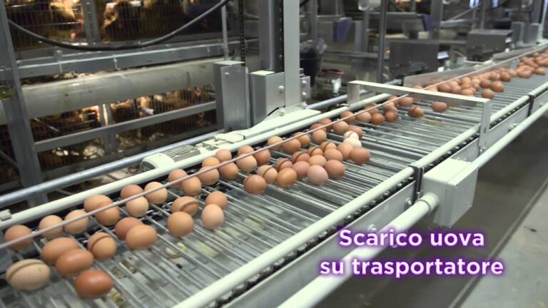 OMAZ Avicolo: La rivoluzione nel settore delle uova che sorprenderà tutti!