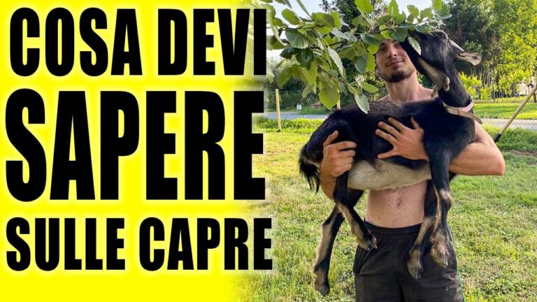 Rovescia la tua tavola con l’avicola Rovi: scopri i segreti di una produzione etica e gustosa!