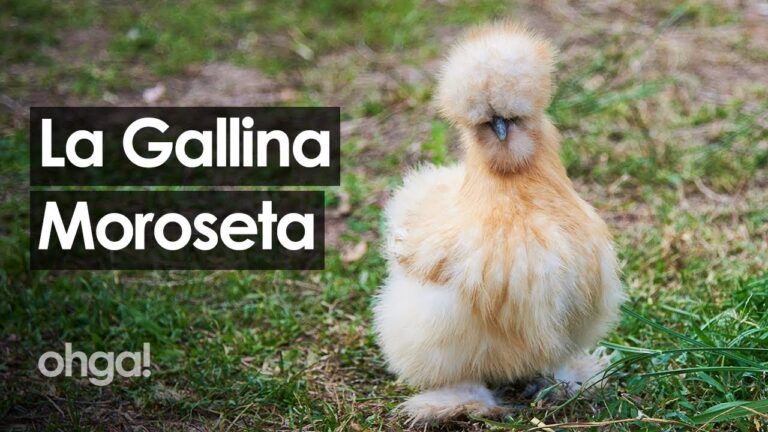 La sorprendente vita delle specie avicole stanziali sotto la lente di ingrandimento