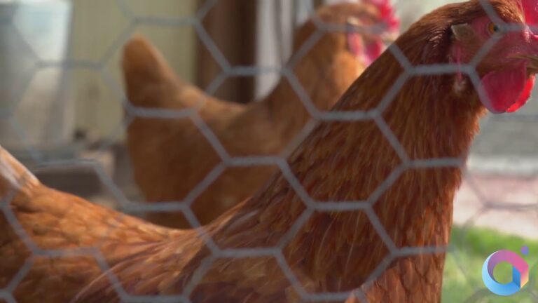 Weirdly Delicious: Marsilio Poultry Company Revolutionizing the Industry